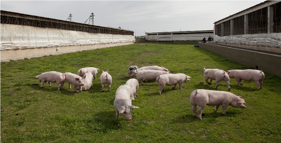 Decomiso y envio a faena controlada de 244 cerdos