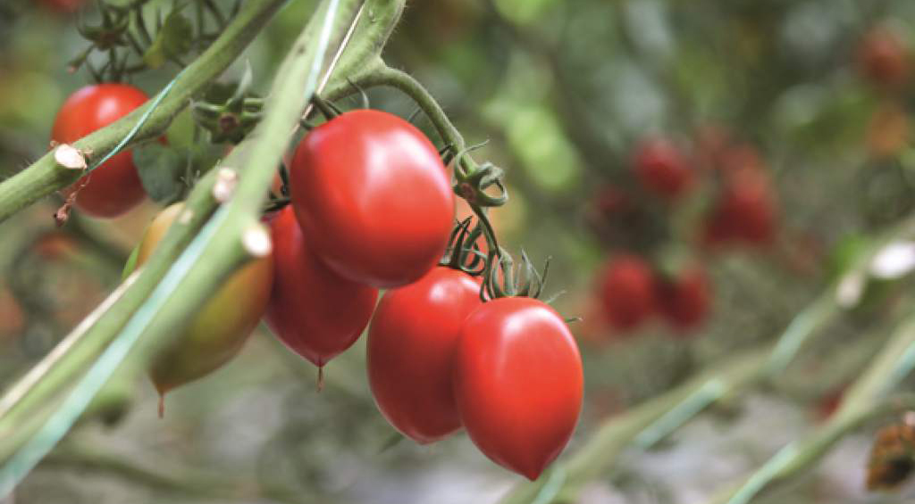 Bayer anuncia colaboraciones y presenta nuevo portafolio de horticultura en Fruit Logistica