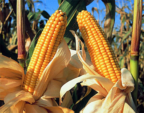 Argentina se convertirá en el segundo exportador mundial de maíz