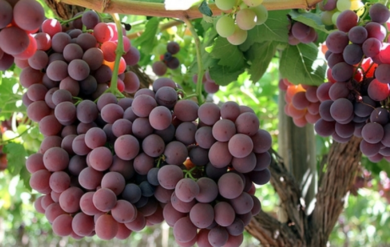 El 90% del jugo de uva argentino está destinado a la exportación