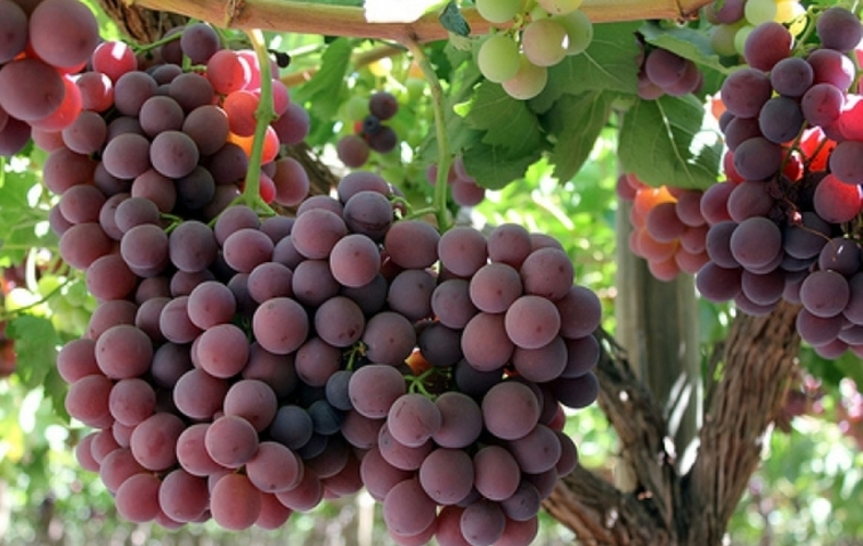 El 90% del jugo de uva argentino está destinado a la exportación El 90% del jugo de uva argentino está destinado a la exportación