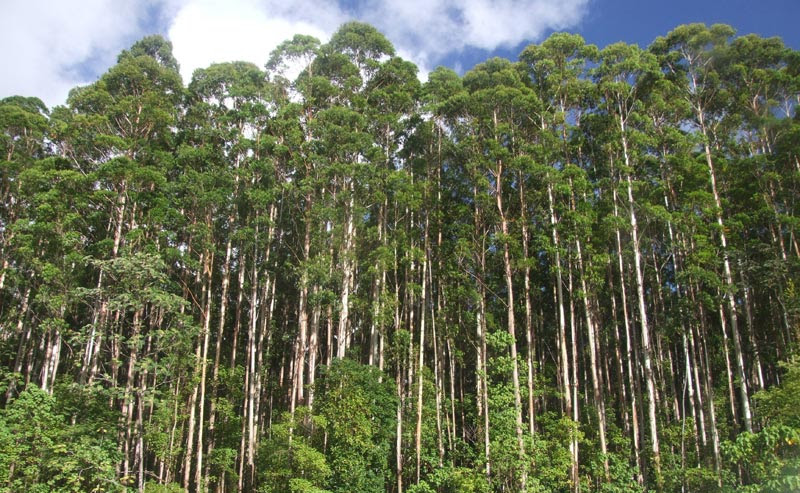 AFoA: 73 años de compromiso foresto industrial
