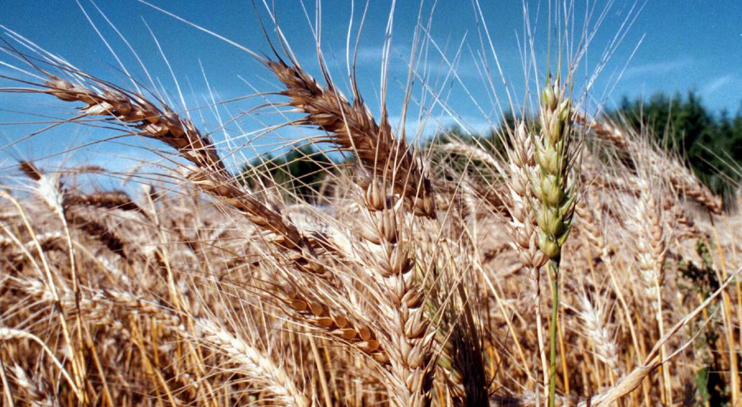 La campaña agrícola 2020/2021 arranca con buen pronóstico: sería récord la cosecha de trigo La campaña agrícola 2020/2021 arranca con buen pronóstico: sería récord la cosecha de trigo