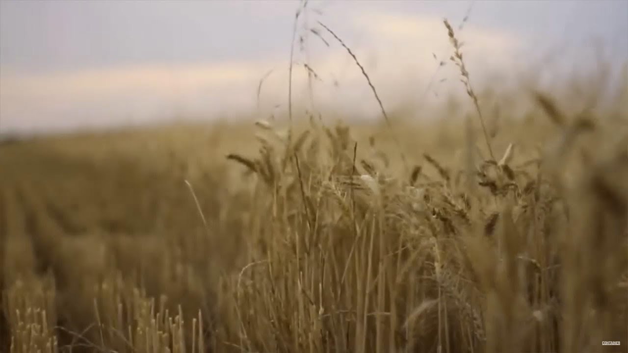 Se proyecta otra gran cosecha de trigo