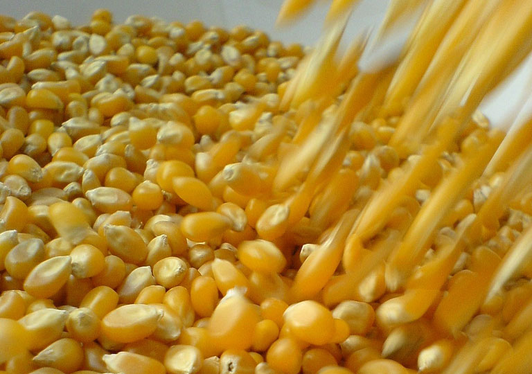 Tras 20 años, la Argentina producirá más maíz que soja
