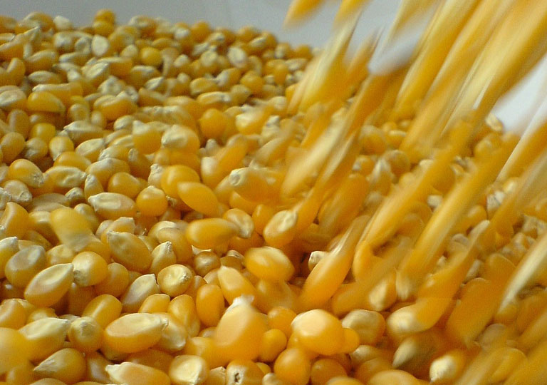 Tras 20 años, la Argentina producirá más maíz que soja Tras 20 años, la Argentina producirá más maíz que soja