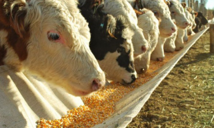 Carne: Europa facilita la exportación de otra región de la Patagonia Carne: Europa facilita la exportación de otra región de la Patagonia