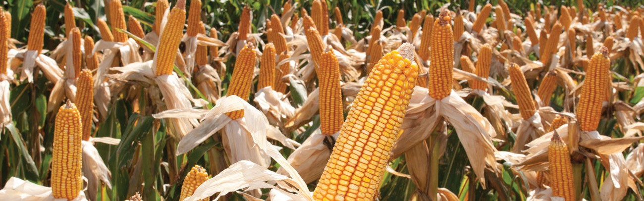 La Tijereta presentó su portafolio de productos renovados en Agroactiva La Tijereta presentó su portafolio de productos renovados en Agroactiva