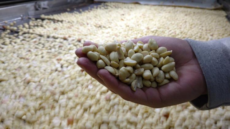 Reducen retenciones para el maní “blancheado” y otros 200 productos agroindustriales