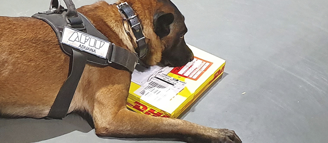 Dos canes de la aduana detectaron cocaína y éxtasis en envíos postales