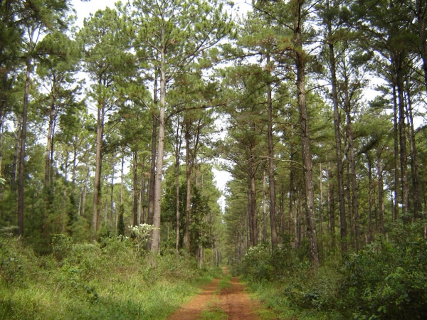 AFoA destaca que se han regularizado los pagos de la Ley de Promoción Forestal y agilizado y hecho más transparente su aplicación AFoA destaca que se han regularizado los pagos de la Ley de Promoción Forestal y agilizado y hecho más transparente su aplicación