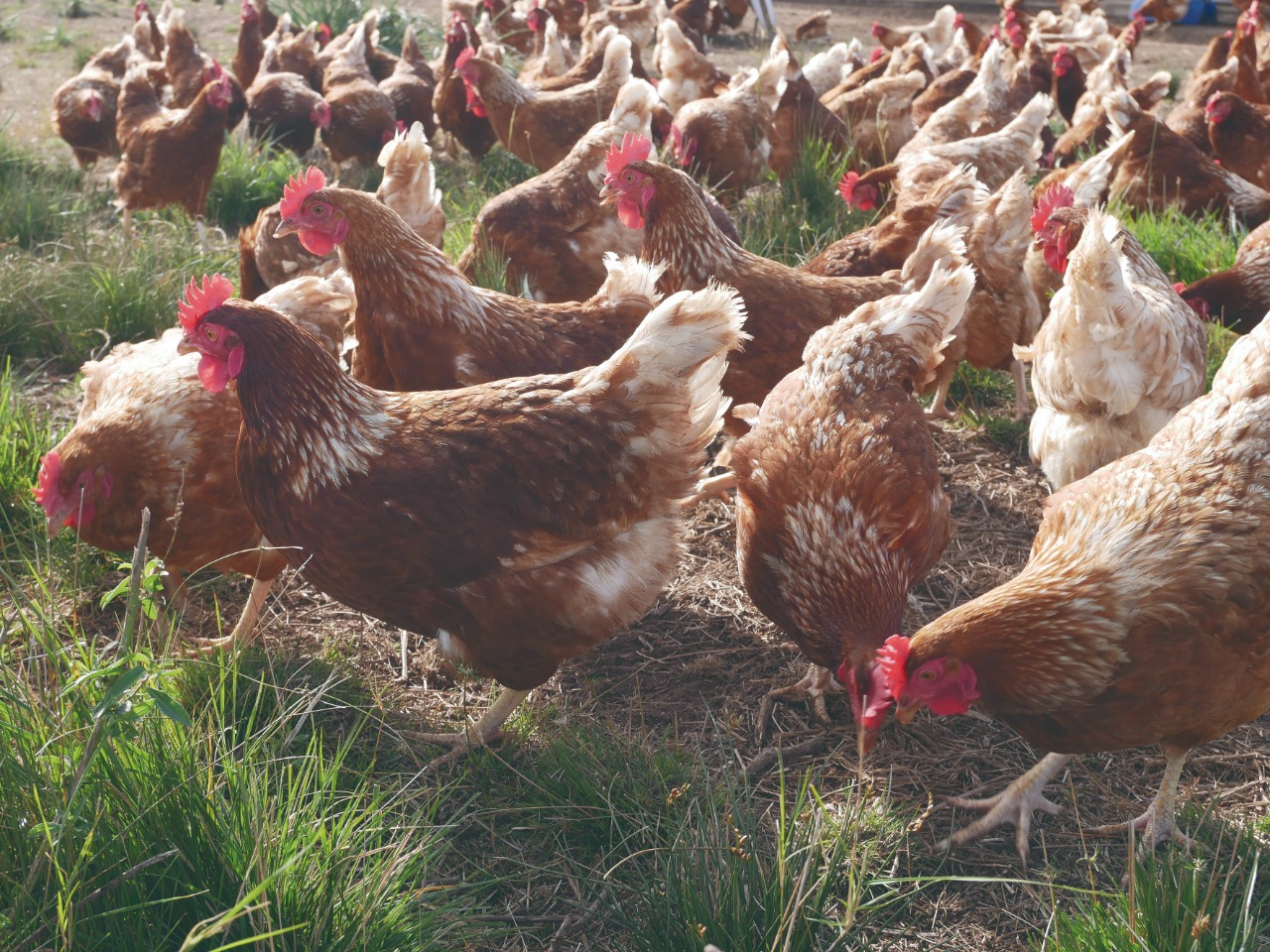 Carrefour ofrece huevos de gallinas libres de jaula bajo su línea Huella Natural Carrefour ofrece huevos de gallinas libres de jaula bajo su línea Huella Natural