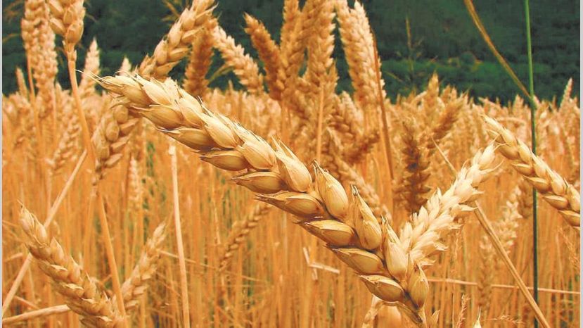Insumos más baratos para trigo, más caros para soja y maíz.
