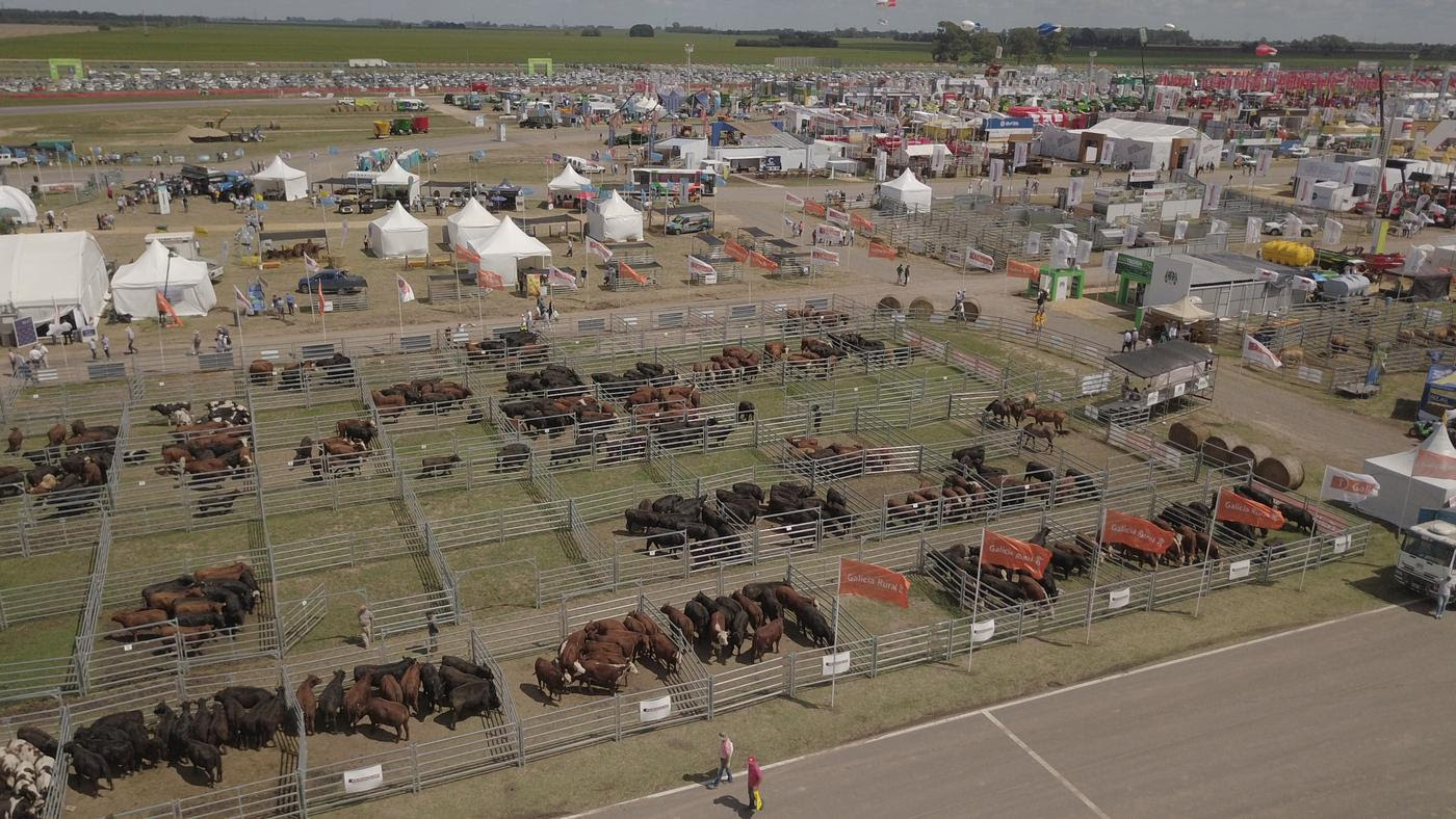 El ganado pisa fuerte en Expoagro El ganado pisa fuerte en Expoagro