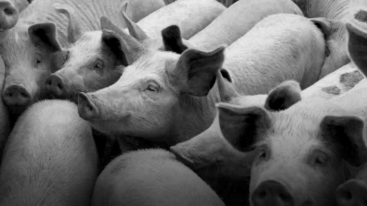 La cadena de carne de cerdo está decreciendo La cadena de carne de cerdo está decreciendo