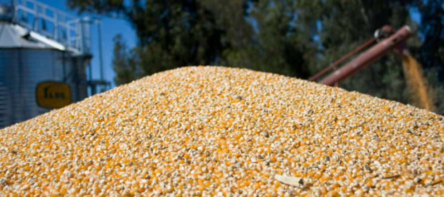 Informe Mercados Agrícolas – Noviembre 2019