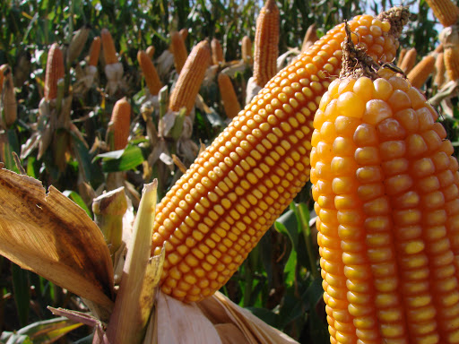 Nuevo ciclo agrícola: EE.UU. lograría la mayor cosecha de maíz de la historia Nuevo ciclo agrícola: EE.UU. lograría la mayor cosecha de maíz de la historia