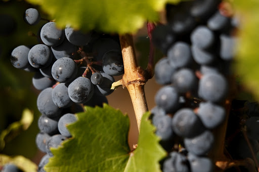 Vino fraccionado, jugo de uva concentrado y pasas alimentan la canasta exportadora Vino fraccionado, jugo de uva concentrado y pasas alimentan la canasta exportadora