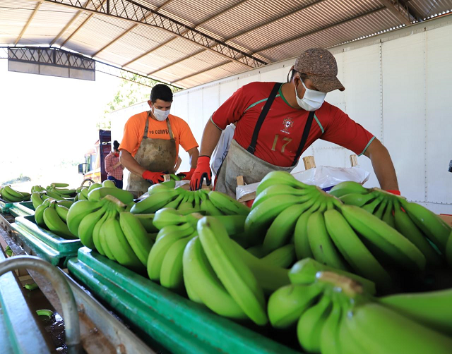 El inesperado país desde donde llegan las bananas a Argentina El inesperado país desde donde llegan las bananas a Argentina