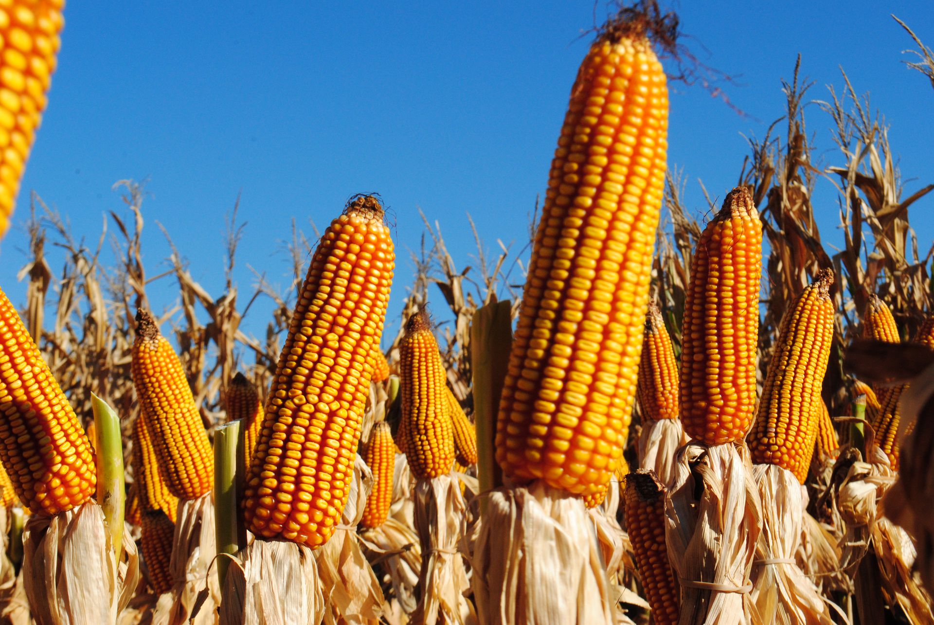 El bloqueo a importaciones también frena al campo con los fertilizantes El bloqueo a importaciones también frena al campo con los fertilizantes