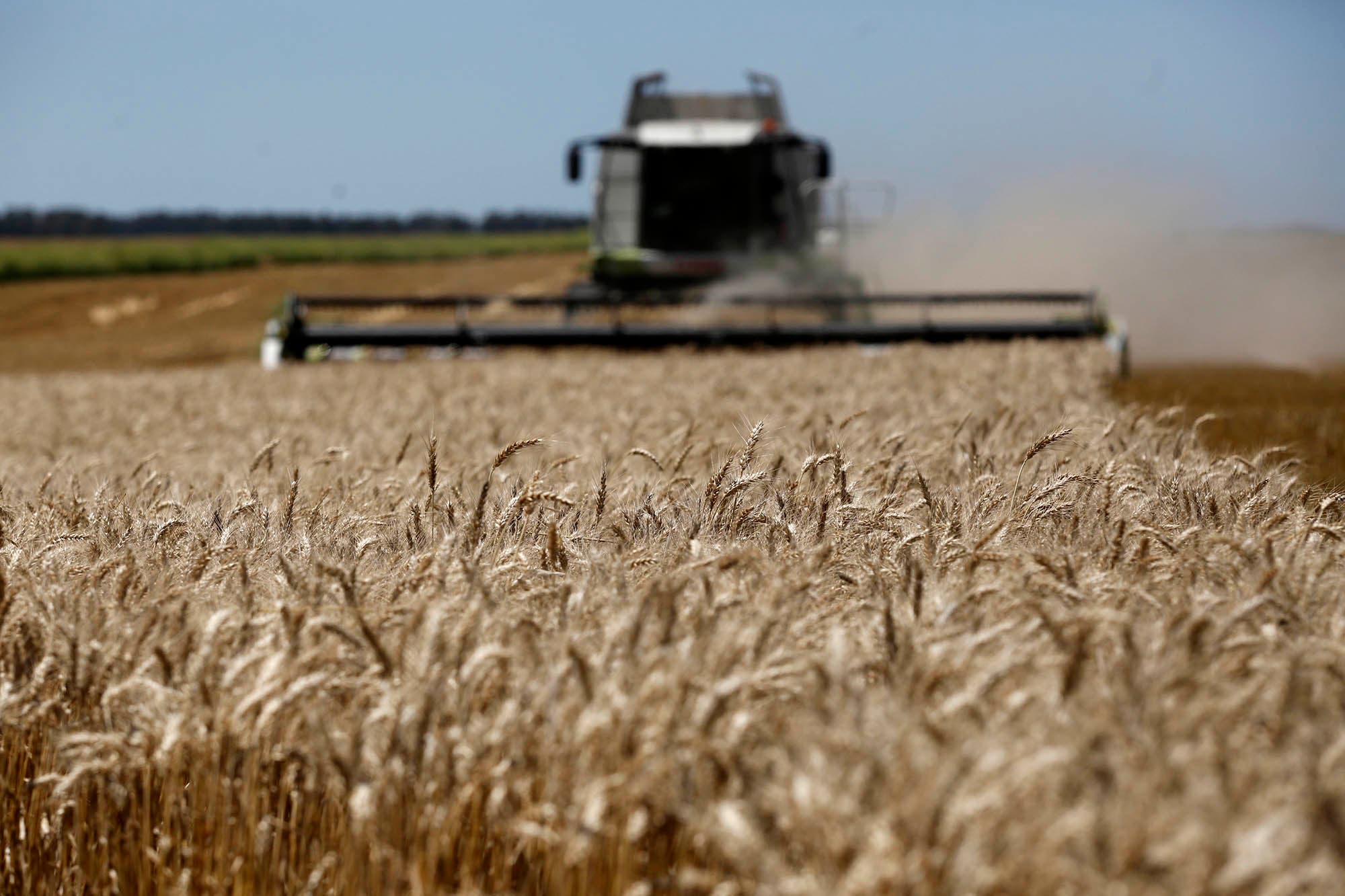 Llueve sopa y Argentina con tenedor: la peor cosecha de trigo en siete años Llueve sopa y Argentina con tenedor: la peor cosecha de trigo en siete años