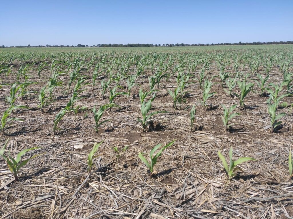 Un impulso exportador: lo que espera el campo del próximo gobierno Un impulso exportador: lo que espera el campo del próximo gobierno