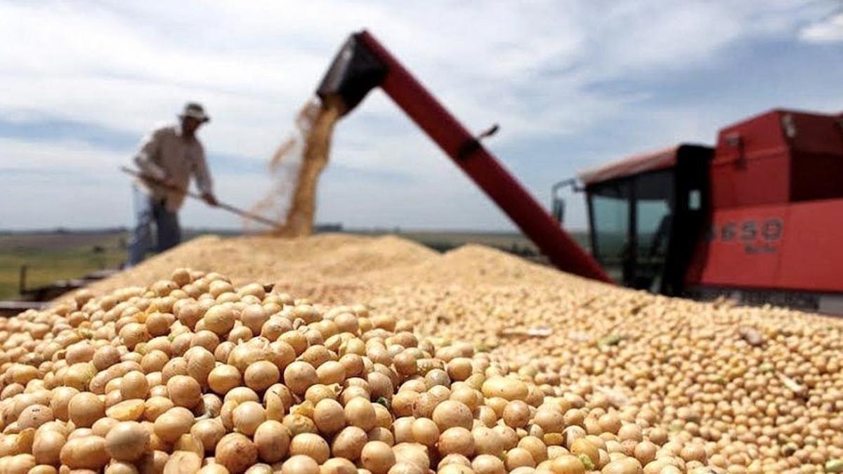 La Argentina, a punto de perder el Mundial de los exportadores de harina de soja La Argentina, a punto de perder el Mundial de los exportadores de harina de soja