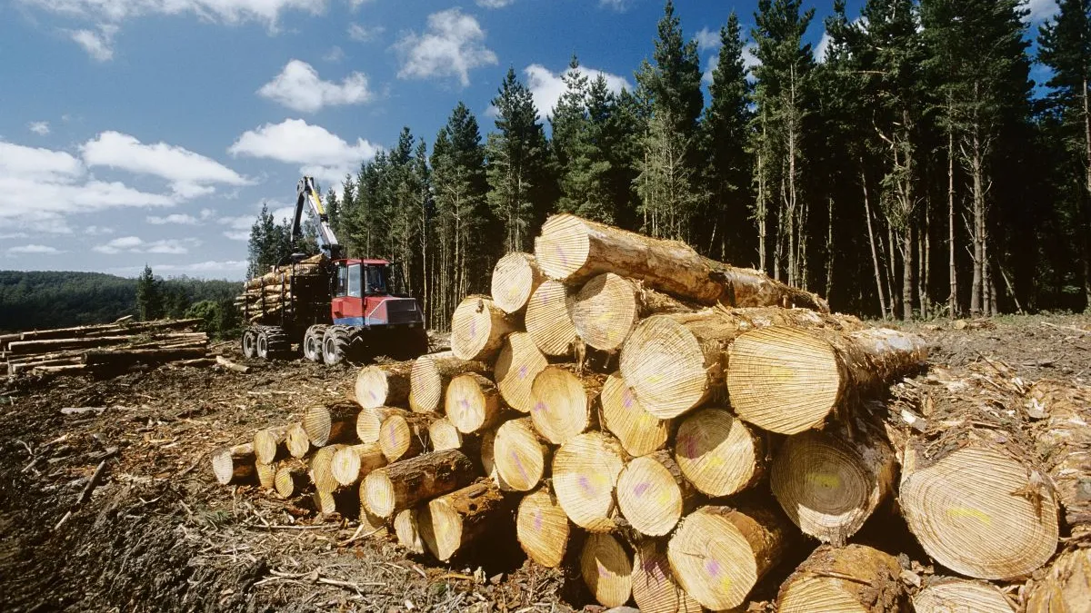 La industria de la madera, en crisis: se derrumbó 40% en el primer bimestre