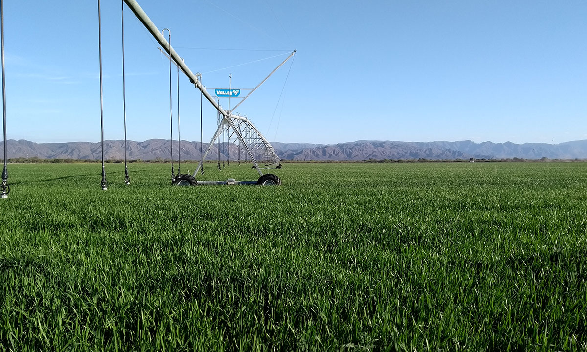 La provincia que está cautivando a los inversores agropecuarios La provincia que está cautivando a los inversores agropecuarios