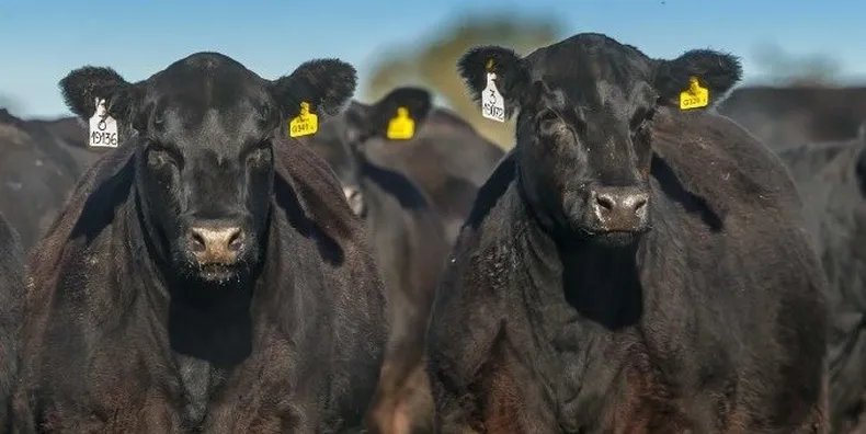 Desafíos de la carne: cita del IPCVA y Cabaña “La Glicina” en Oncativo Desafíos de la carne: cita del IPCVA y Cabaña “La Glicina” en Oncativo