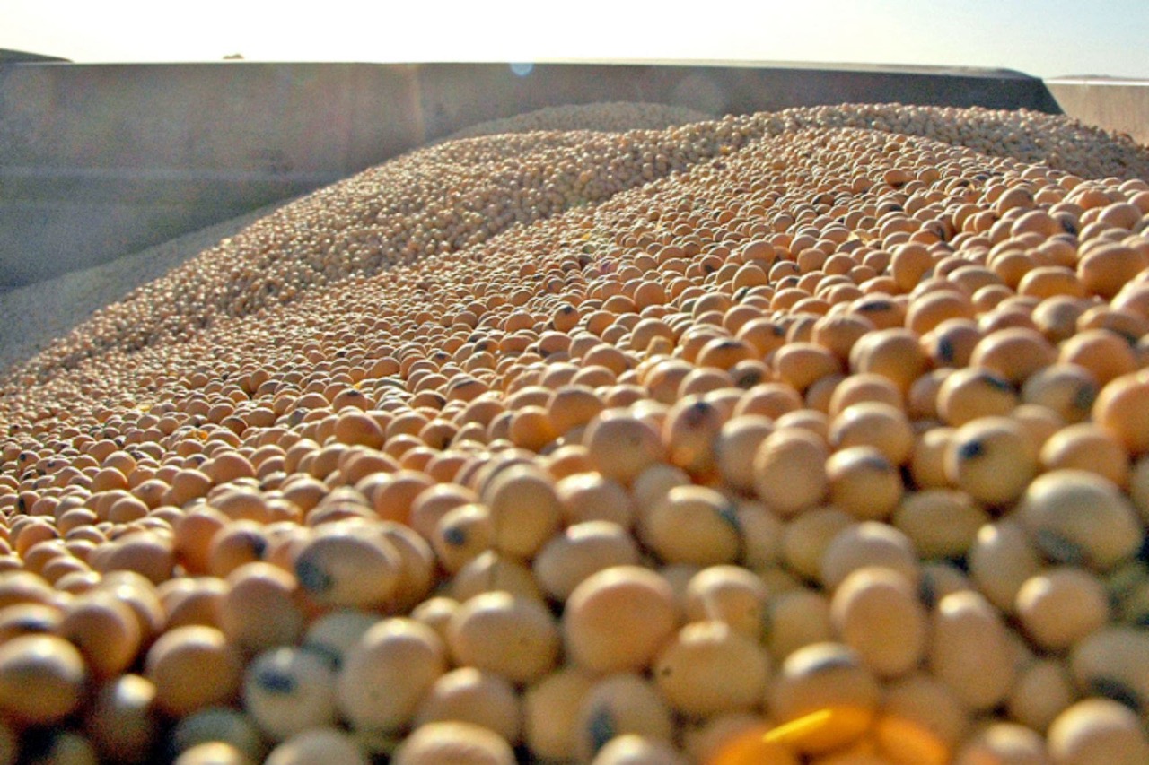 Granos y biocombustibles: desde EE.UU. la soja sometida a fuerte presión bajista Granos y biocombustibles: desde EE.UU. la soja sometida a fuerte presión bajista